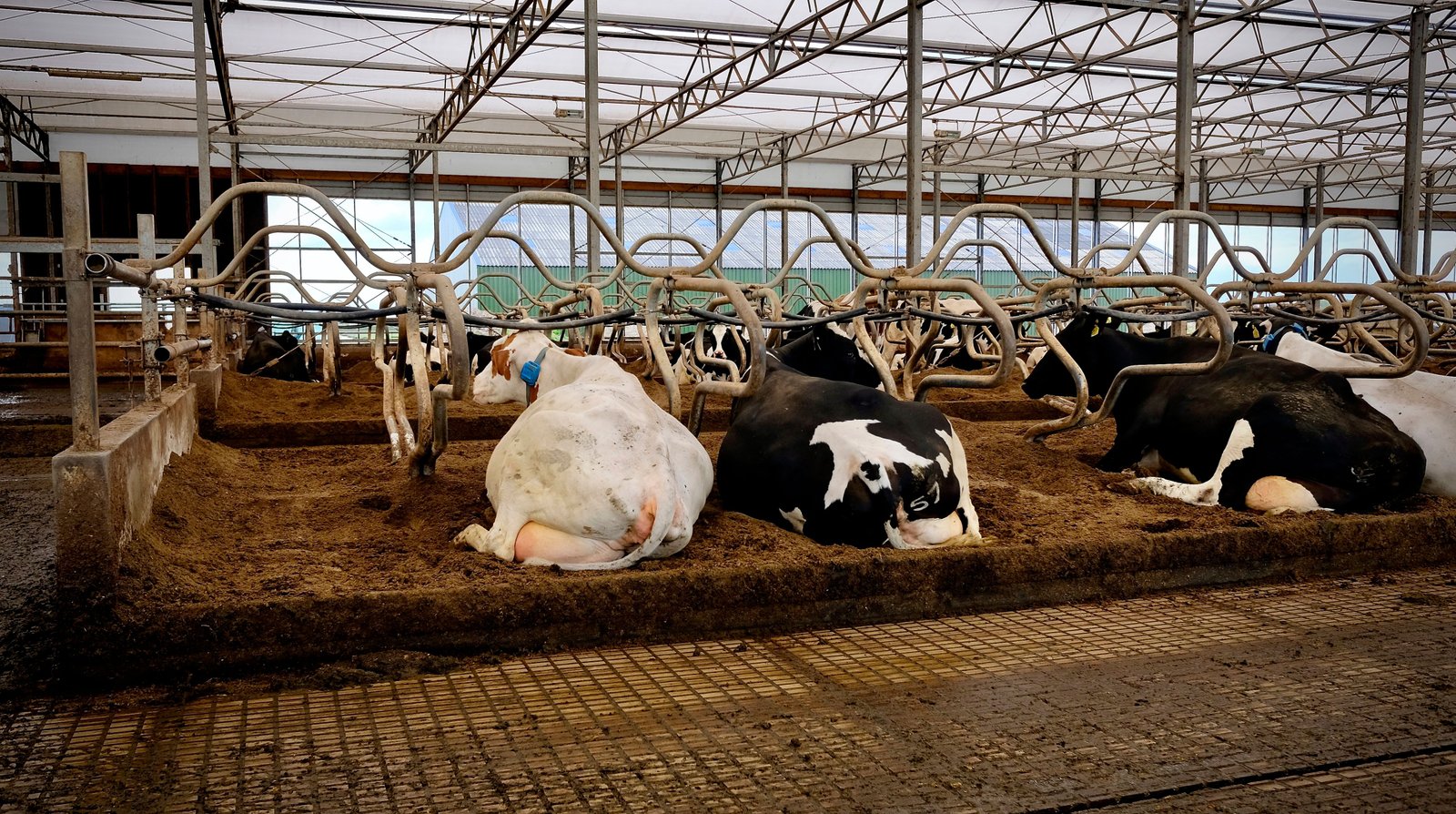 Agro & Food Processing